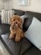 Poodle Puppies for sale in Fort Myers, FL, USA. price: $1,750
