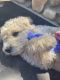 Poodle Puppies for sale in Sacramento, CA, USA. price: $3,250