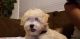 Poodle Puppies for sale in Garland, TX 75044, USA. price: NA