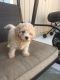 Poodle Puppies for sale in Sacramento, CA, USA. price: $1,200