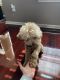 Poodle Puppies for sale in 4620 E 96th St, Indianapolis, IN 46240, USA. price: $1,700
