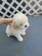 Poodle Puppies for sale in Lake Elsinore, CA, USA. price: NA