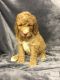 Poodle Puppies for sale in Chetek, WI 54728, USA. price: NA