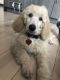 Poodle Puppies for sale in Bergen Beach, Brooklyn, NY, USA. price: NA