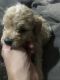 Poodle Puppies for sale in Chowchilla, CA 93610, USA. price: $1,450