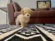 Poodle Puppies for sale in Miami Lakes, FL, USA. price: NA