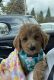 Poodle Puppies for sale in Bronx, NY, USA. price: $2,500