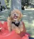 Poodle Puppies for sale in Michigan - Martin, Detroit, MI 48210, USA. price: NA