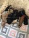 Poodle Puppies for sale in Soldotna, AK 99669, USA. price: NA