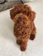 Poodle Puppies for sale in 3926 Eastland Lake Dr, Richmond, TX 77406, USA. price: NA