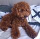 Poodle Puppies for sale in Knoxville, TN, USA. price: $800