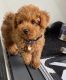 Poodle Puppies for sale in Chicago, IL, USA. price: $800