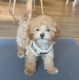 Poodle Puppies for sale in Brooklyn, NY, USA. price: $800