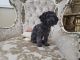 Poodle Puppies for sale in Fullerton, CA, USA. price: $2,500