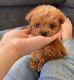 Poodle Puppies for sale in Missouri Valley, IA 51555, USA. price: NA