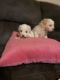 Poodle Puppies for sale in Elk Grove, CA, USA. price: NA