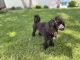 Poodle Puppies for sale in Newport Beach, CA, USA. price: $2,000