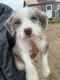 Poodle Puppies for sale in Bellefontaine, OH 43311, USA. price: NA