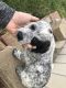 Poodle Puppies for sale in Bellefontaine, OH 43311, USA. price: NA