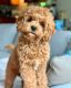 Poodle Puppies for sale in Chicago, IL, USA. price: $1,200