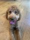 Poodle Puppies for sale in Orem, UT, USA. price: NA