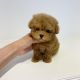 Poodle Puppies for sale in Albuquerque, NM, USA. price: $1,000