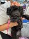 Poodle Puppies for sale in 9 Ackerson St, Bay Shore, NY 11706, USA. price: NA