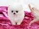 Porcelaine Puppies for sale in Grand Rapids, MI, USA. price: NA