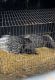 Porcupine Rodents for sale in Akron, OH, USA. price: NA