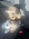 Portuguese Podengo Puppies for sale in Roseville, California. price: $700