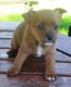 Portuguese Podengo Puppies for sale in Alexandria, LA, USA. price: NA