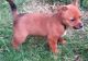 Portuguese Podengo Puppies for sale in Atlanta, GA, USA. price: $1,500