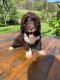Portuguese Water Dog Puppies for sale in Kailua, HI, USA. price: $4,500