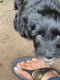 Portuguese Water Dog Puppies for sale in Kailua, HI, USA. price: $3,000