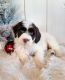 Portuguese Water Dog Puppies for sale in Millersburg, OH 44654, USA. price: $1,400