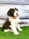 Portuguese Water Dog Puppies for sale in Dundee, OH 44624, USA. price: $1,000