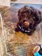 Portuguese Water Dog Puppies for sale in Thornton, NH 03223, USA. price: NA