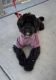 Portuguese Water Dog Puppies for sale in Las Vegas, NV, USA. price: NA