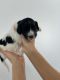 Portuguese Water Dog Puppies for sale in Ringwood, NJ 07456, USA. price: $2,800