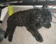 Portuguese Water Dog Puppies for sale in Brooklyn Center, MN, USA. price: $1,500