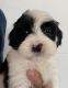 Portuguese Water Dog Puppies for sale in Nevada, OH 44849, USA. price: $2,500