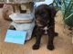 Portuguese Water Dog Puppies for sale in Spring Hill, FL, USA. price: NA