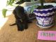Portuguese Water Dog Puppies for sale in Spring Hill, FL, USA. price: $2,000