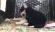 Portuguese Water Dog Puppies for sale in Spring Hill, FL, USA. price: $2,000