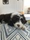 Portuguese Water Dog Puppies for sale in Syracuse, NY, USA. price: NA