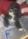 Portuguese Water Dog Puppies for sale in Fowlerville, MI 48836, USA. price: NA