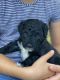 Portuguese Water Dog Puppies for sale in Waco, TX 76701, USA. price: NA