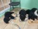 Portuguese Water Dog Puppies for sale in West Palm Beach, FL, USA. price: NA