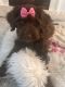 Portuguese Water Dog Puppies for sale in Highland Heights, OH 44143, USA. price: $650