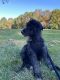 Portuguese Water Dog Puppies for sale in Staten Island, NY, USA. price: NA